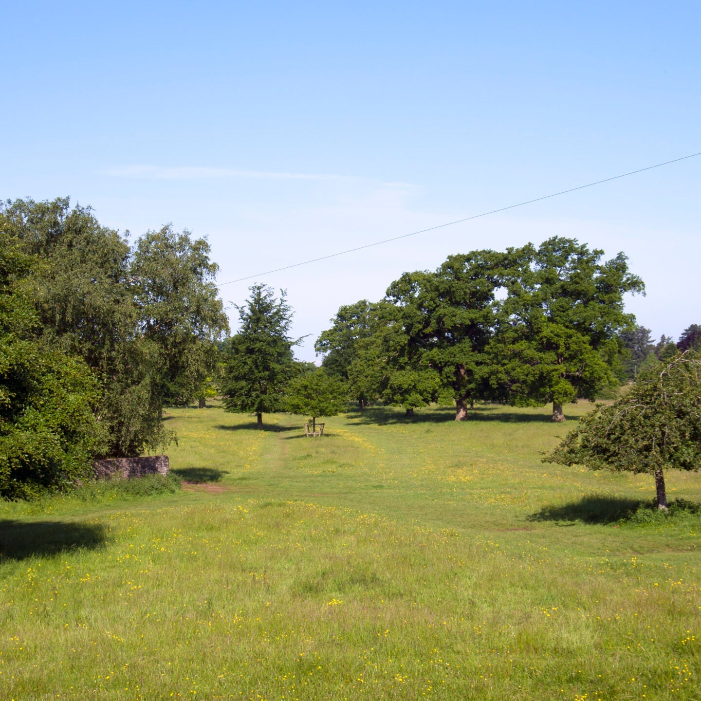 31st January - Walk around Minchinhampton Common & a hot drink
